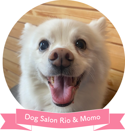 サロンの特徴 上新庄 東淀川区のドッグサロン トリミングサロン Dog Salon Rio Momo