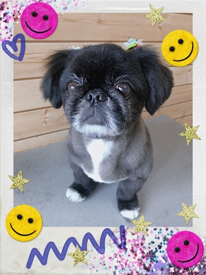 パグのトリミング写真