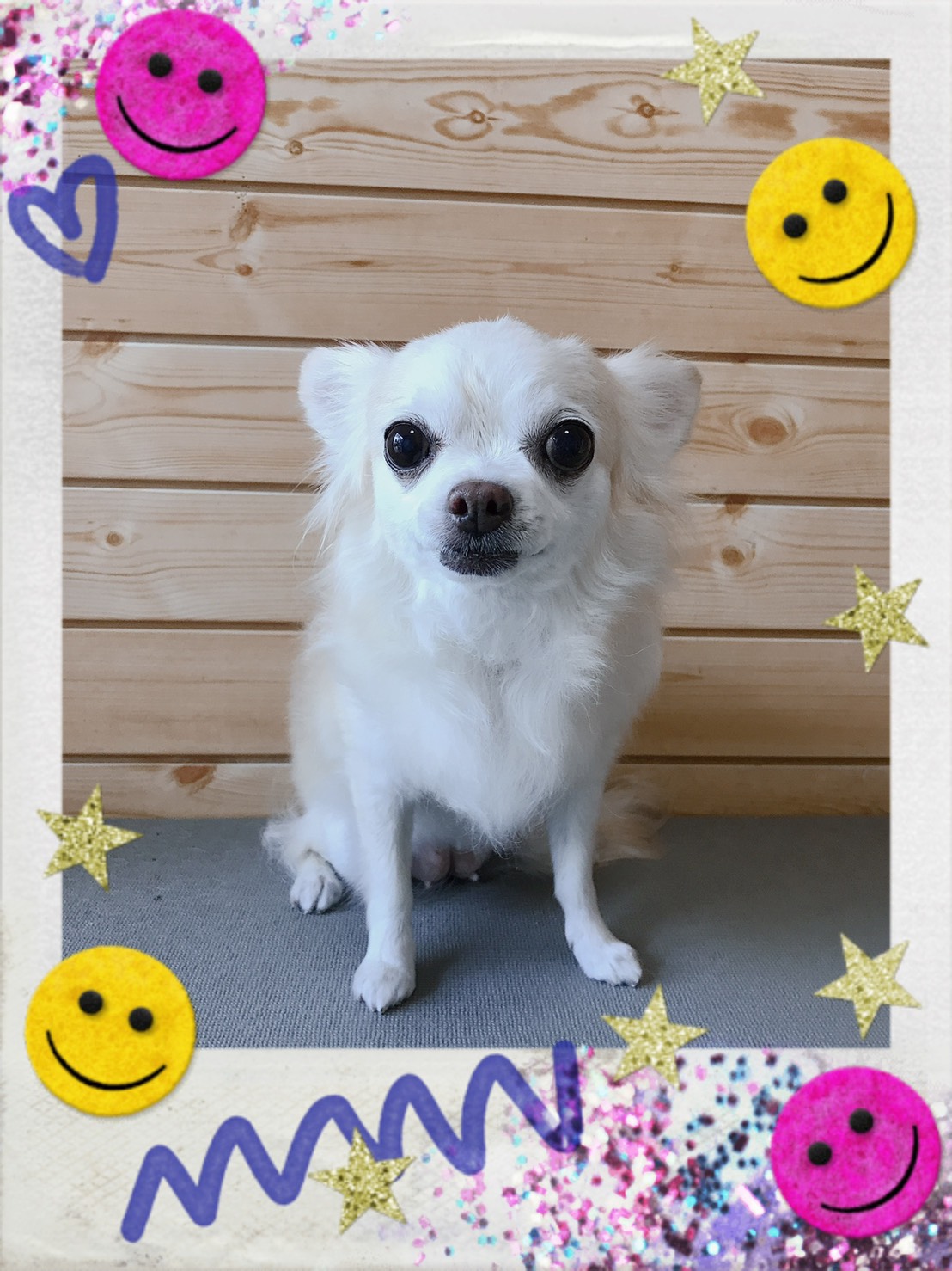 チワワのトリミング写真