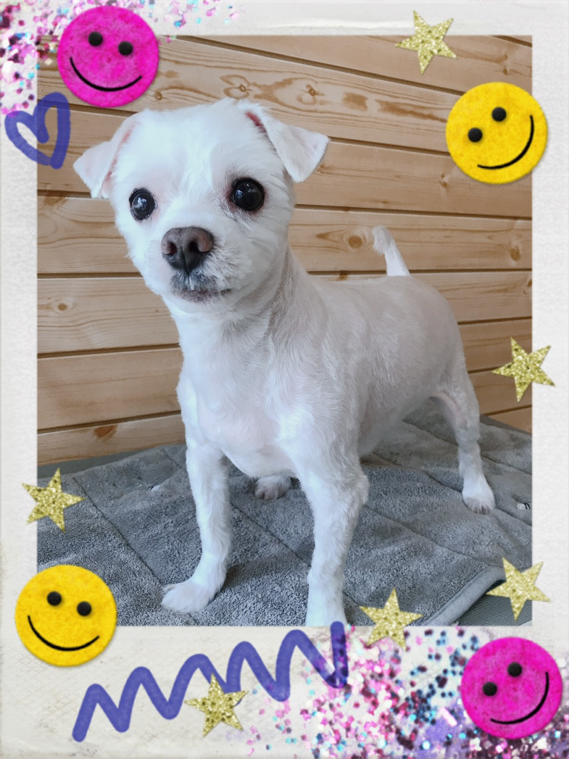 トイプードルのトリミング写真