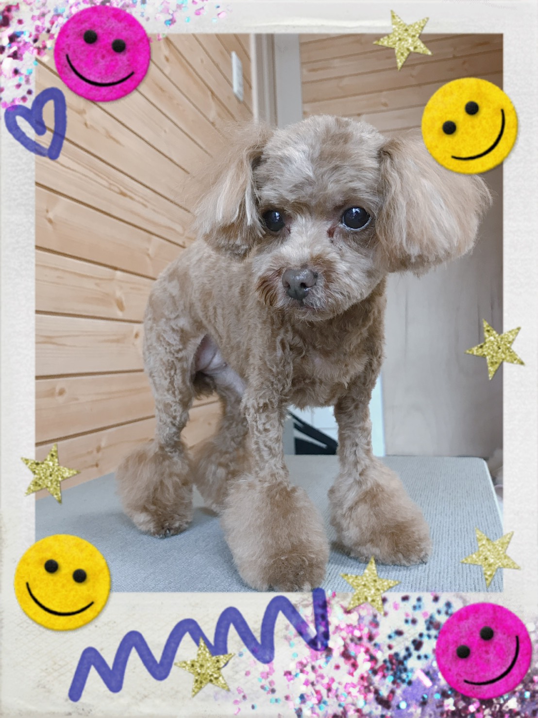 トイプードルのトリミング写真