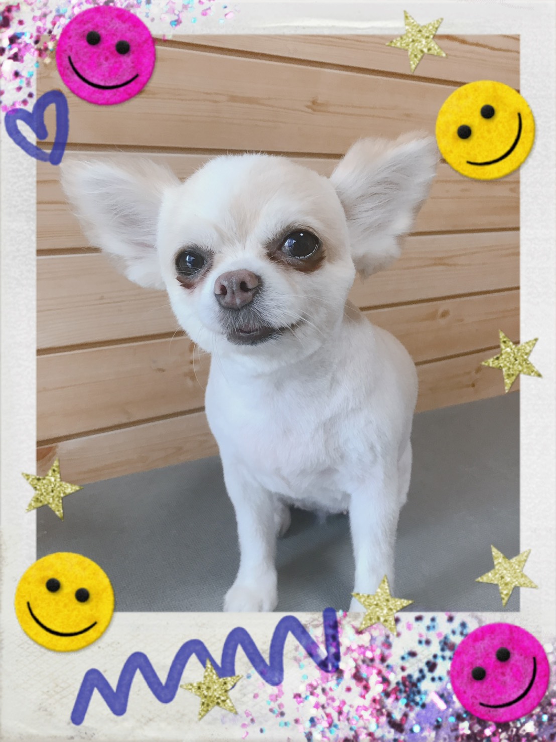 チワワのトリミング写真