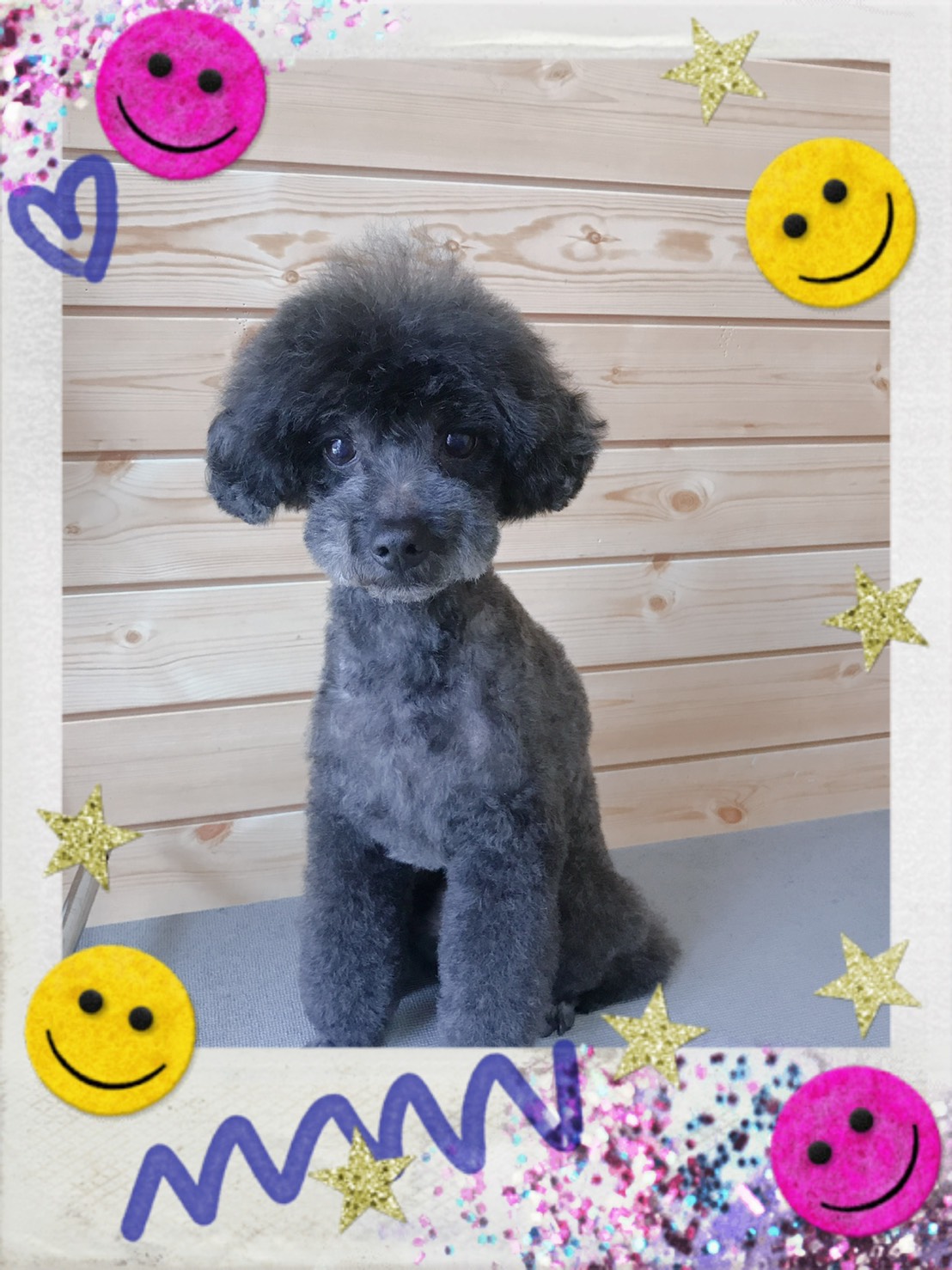 トイプードルのトリミング写真