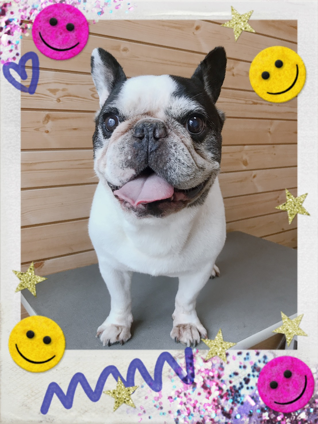 パグのトリミング写真