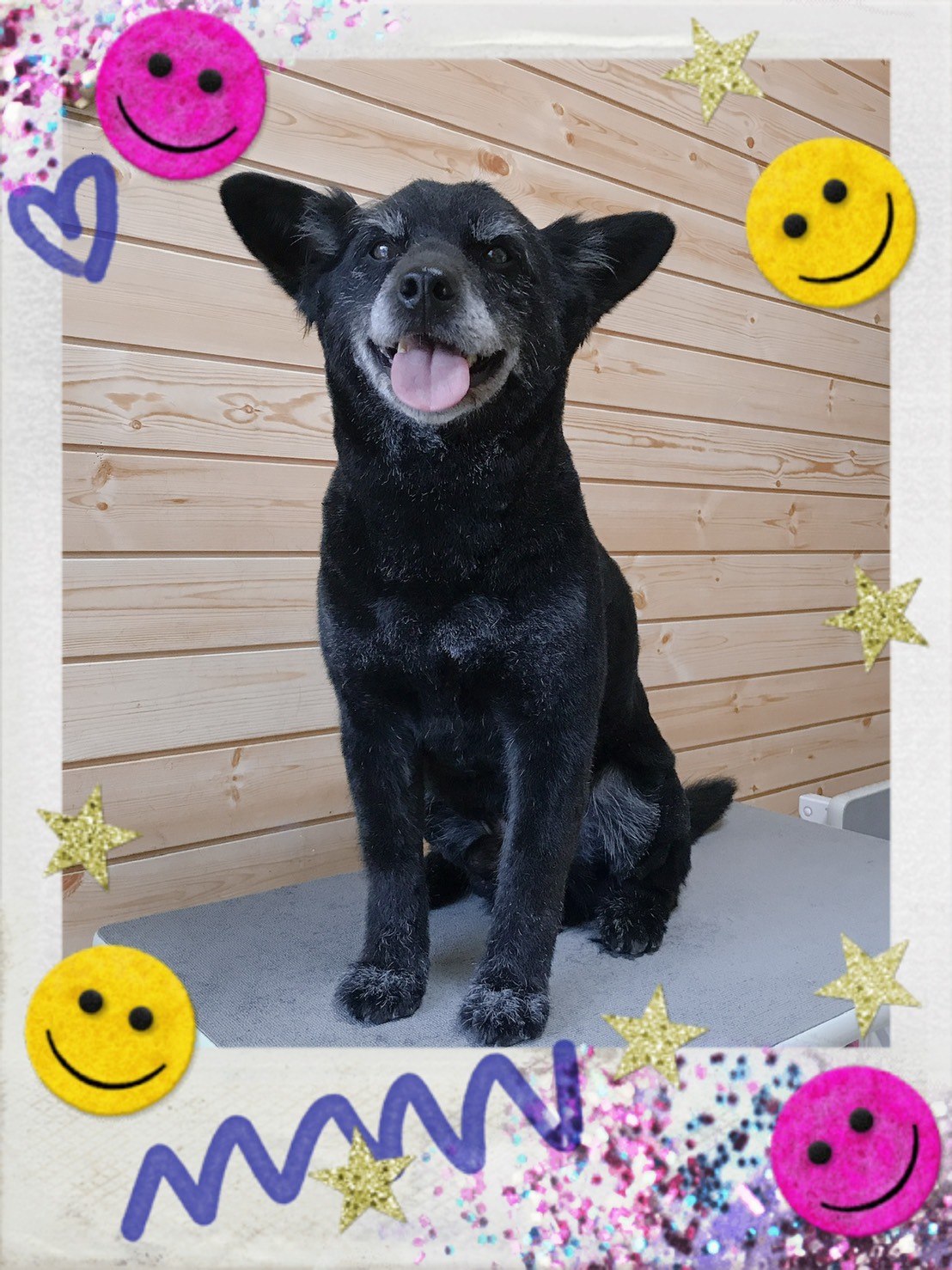 柴犬のトリミング写真