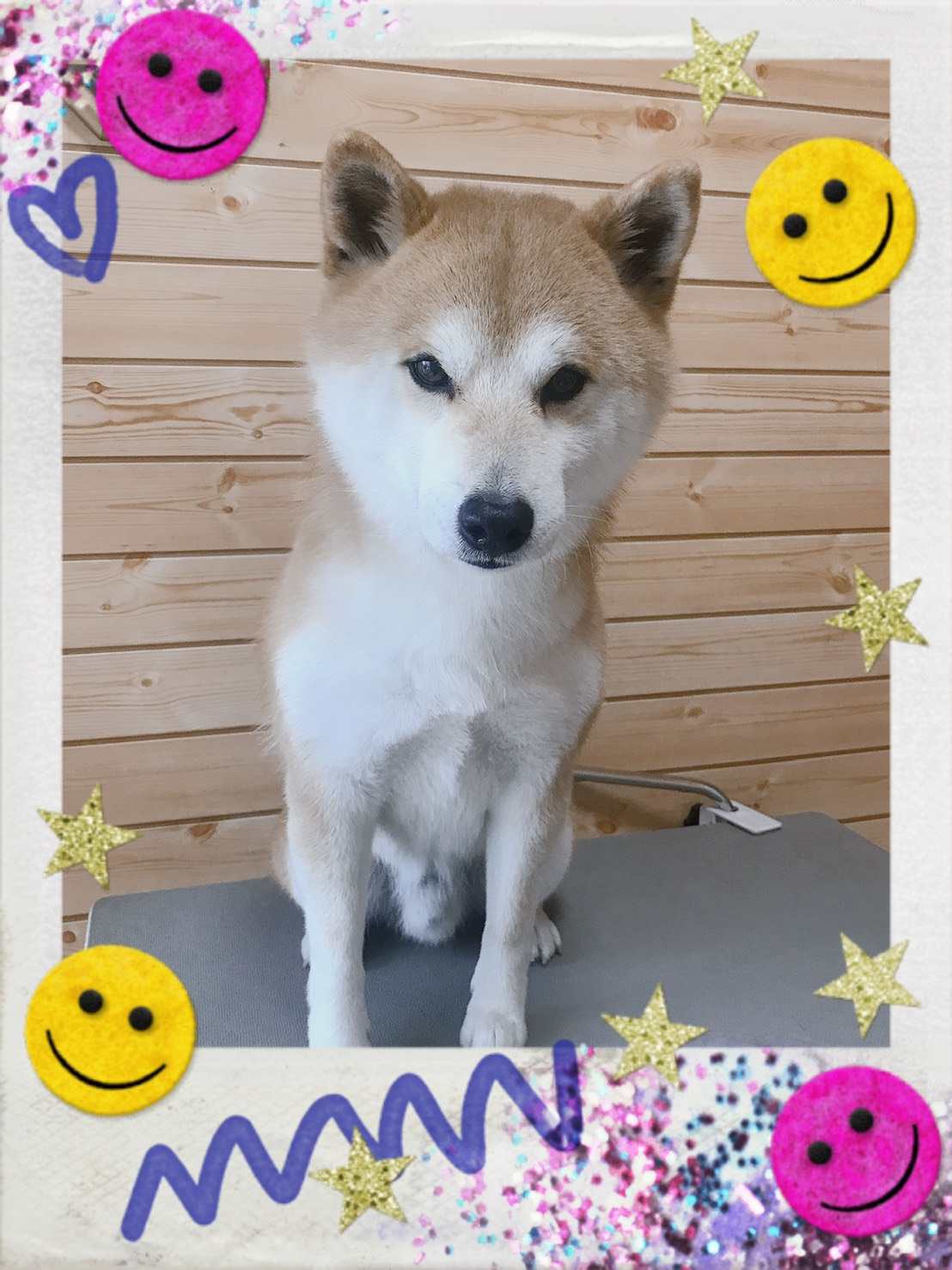 柴犬のトリミング写真