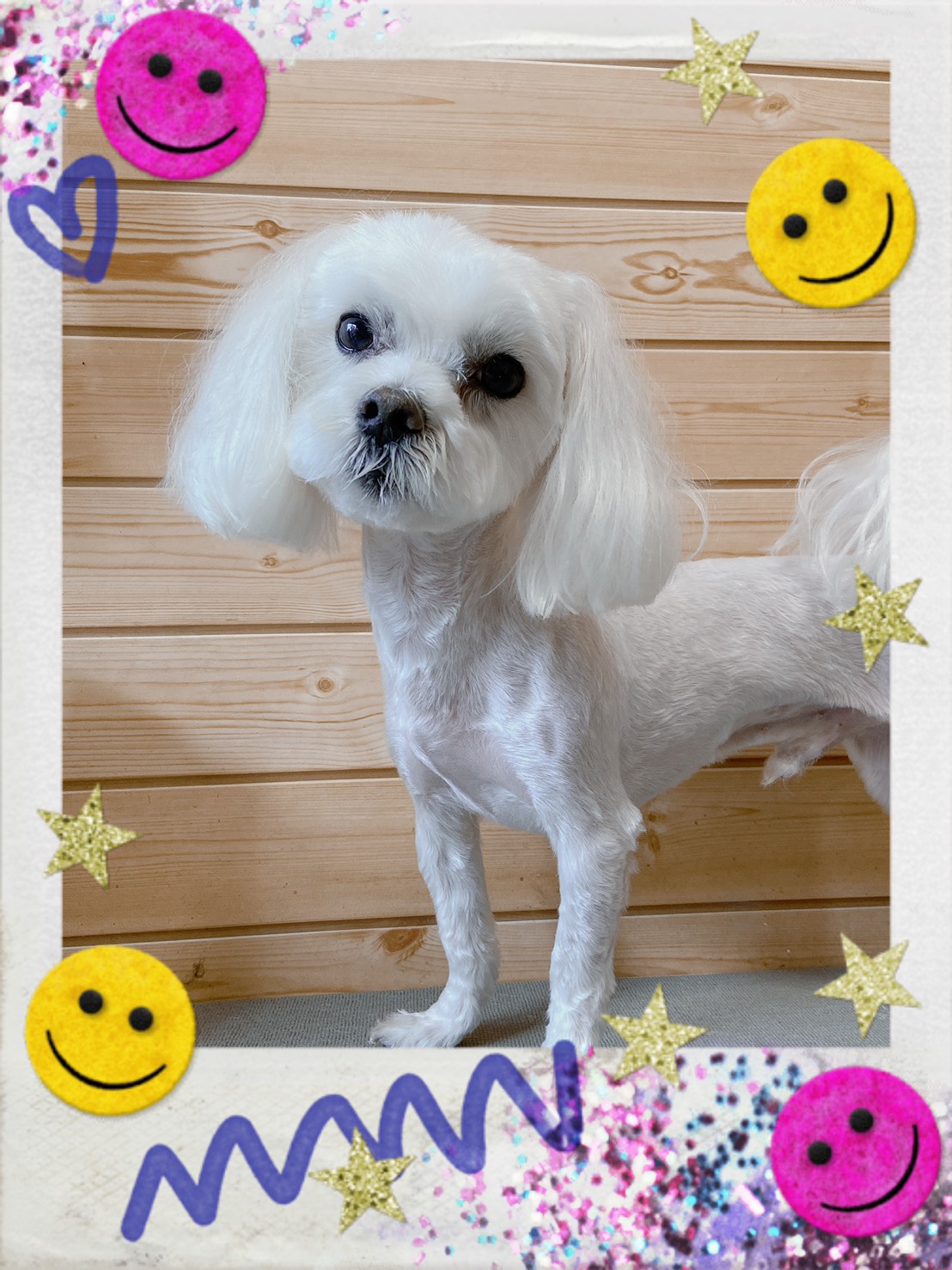 シーズーのトリミング写真