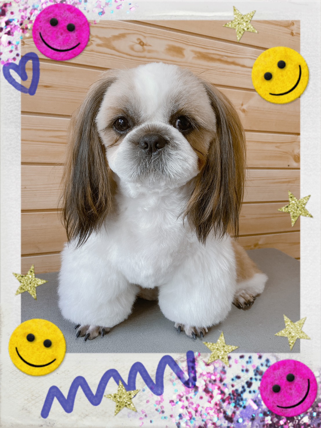 シーズーのトリミング写真