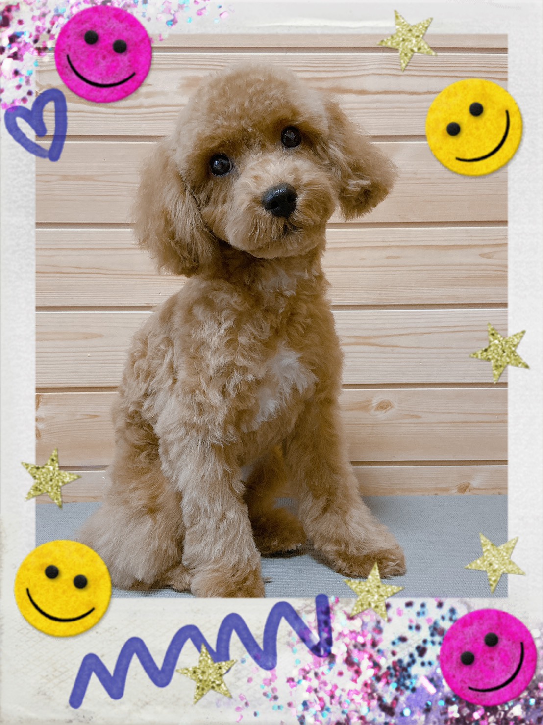 トイプードルのトリミング写真