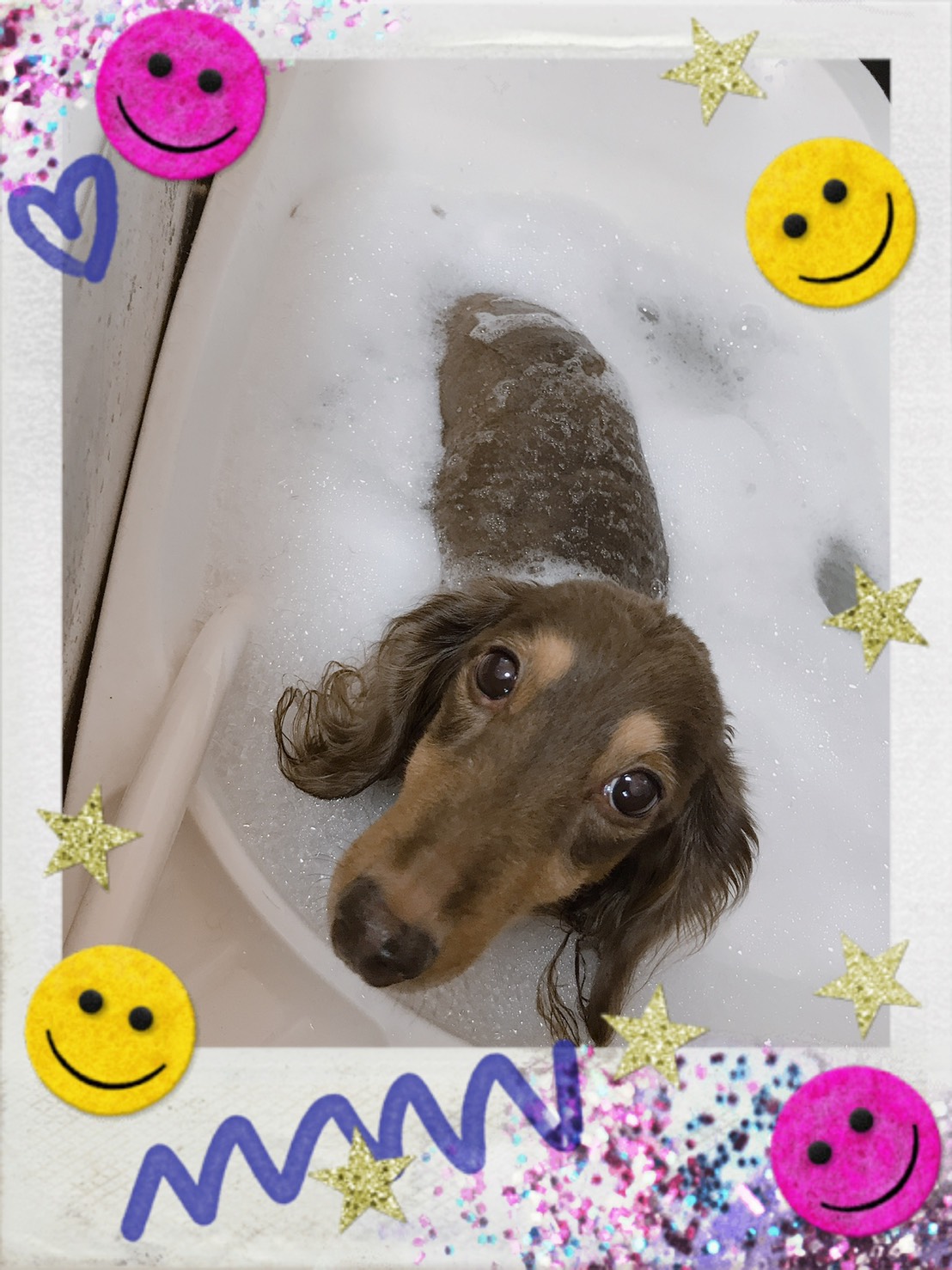 トリミング・オゾン入浴写真