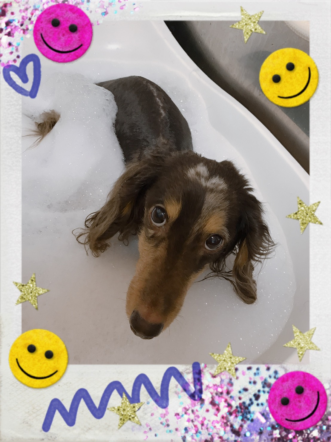 トリミング・オゾン入浴写真