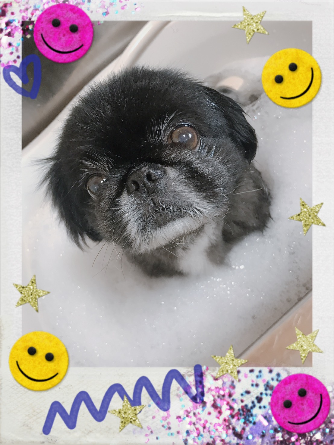 トリミング・オゾン入浴写真