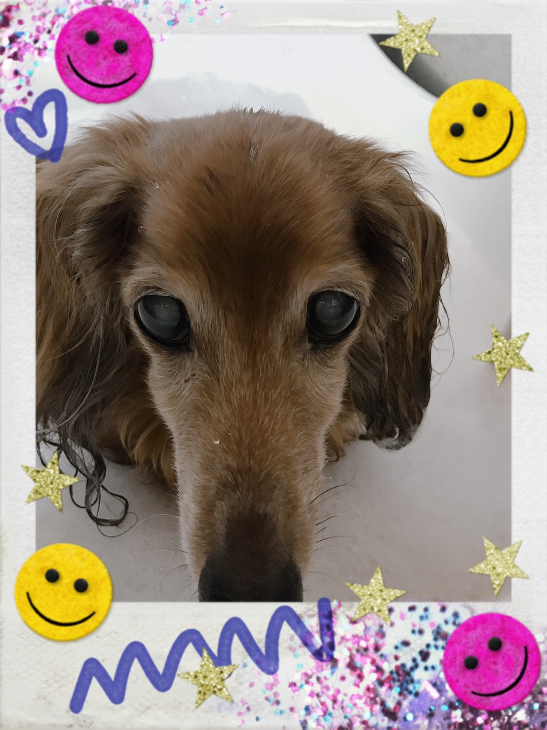 トリミング・オゾン入浴写真