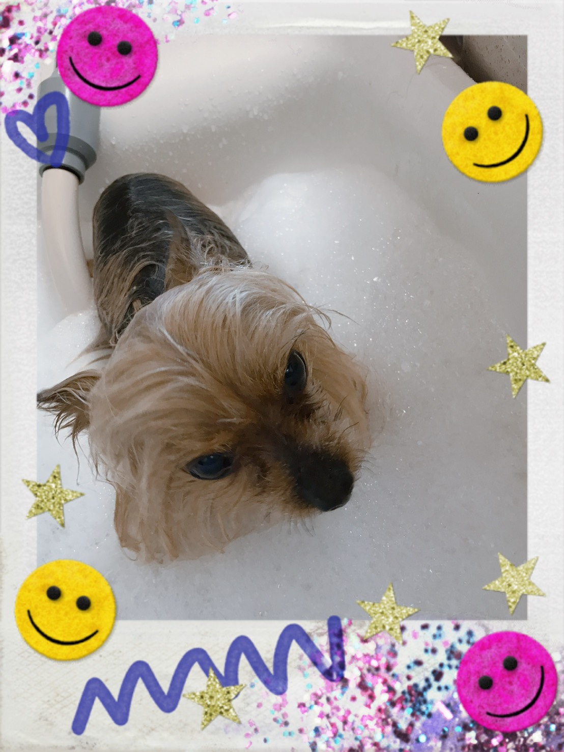 トリミング・オゾン入浴写真