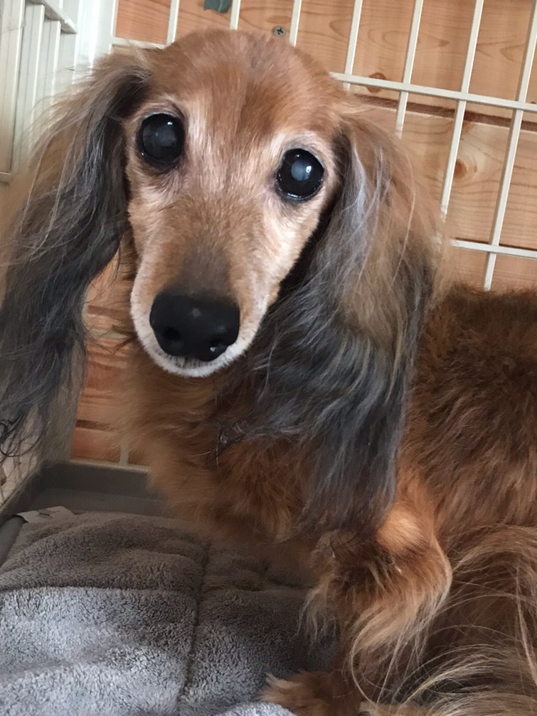 ダックスのトリミング写真