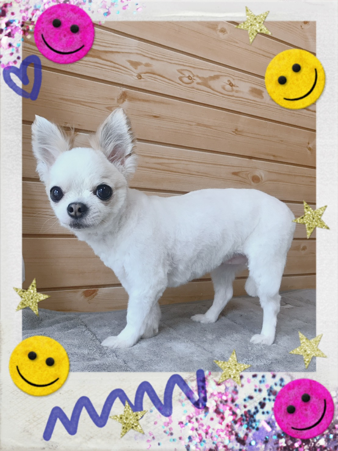 チワワのトリミング写真