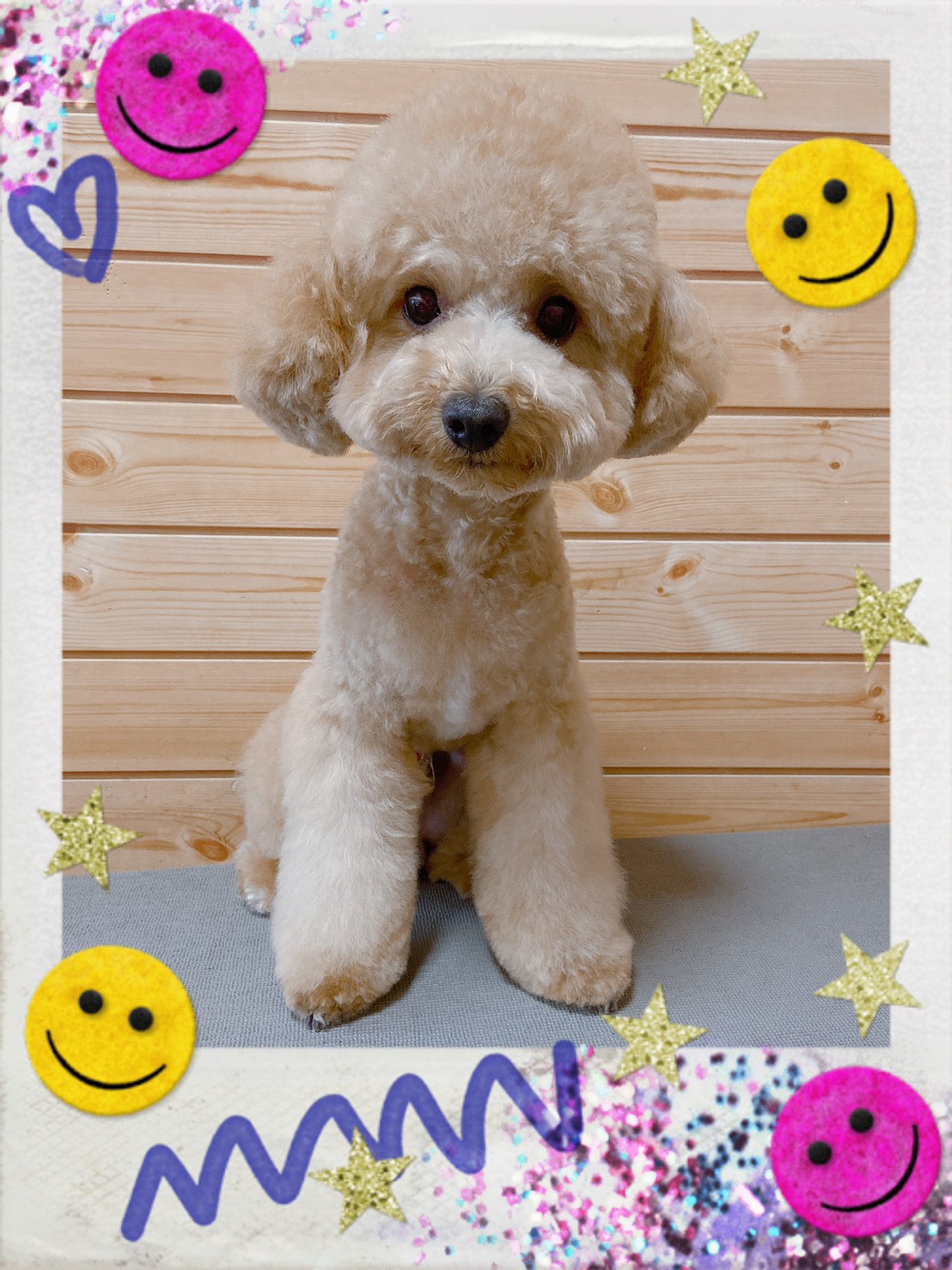 トイプードルのトリミング写真