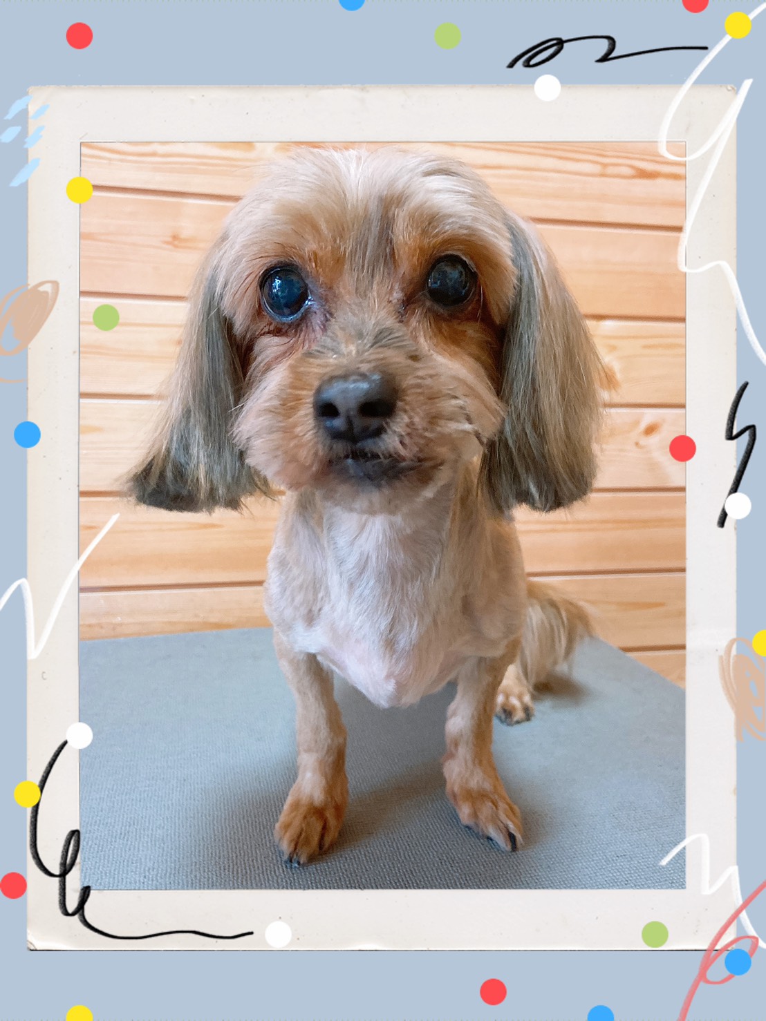 トリミング写真