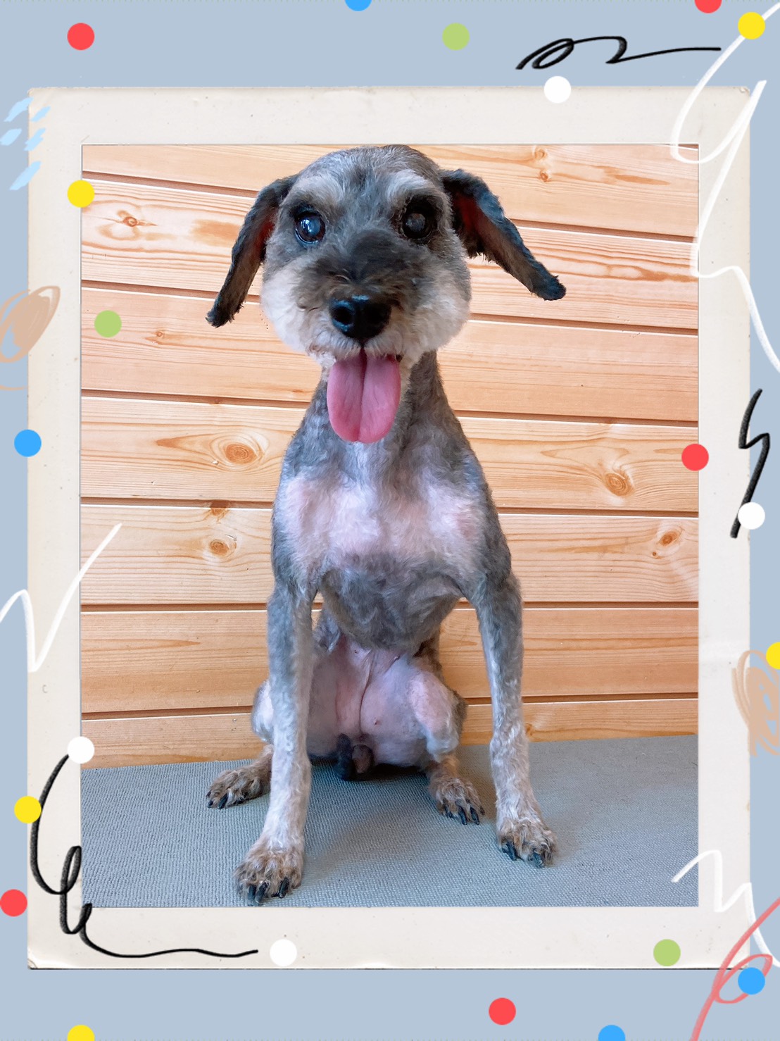 トリミング・グルーミング写真