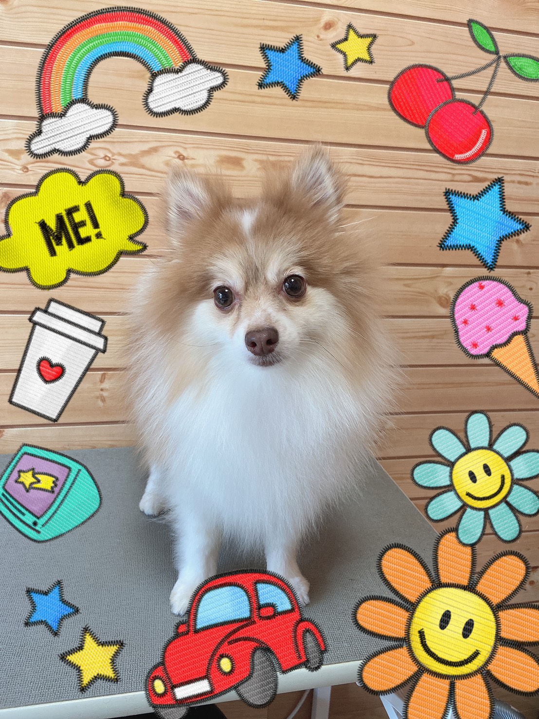 ポメラニアンのトリミング・グルーミング写真