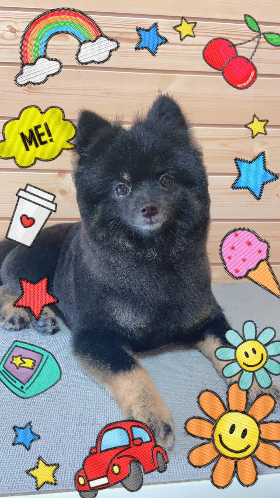 ポメラニアンのトリミング・グルーミング写真