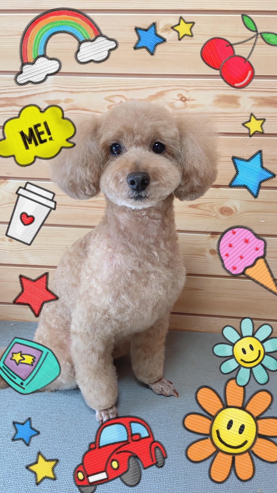 ポメラニアンのトリミング・グルーミング写真