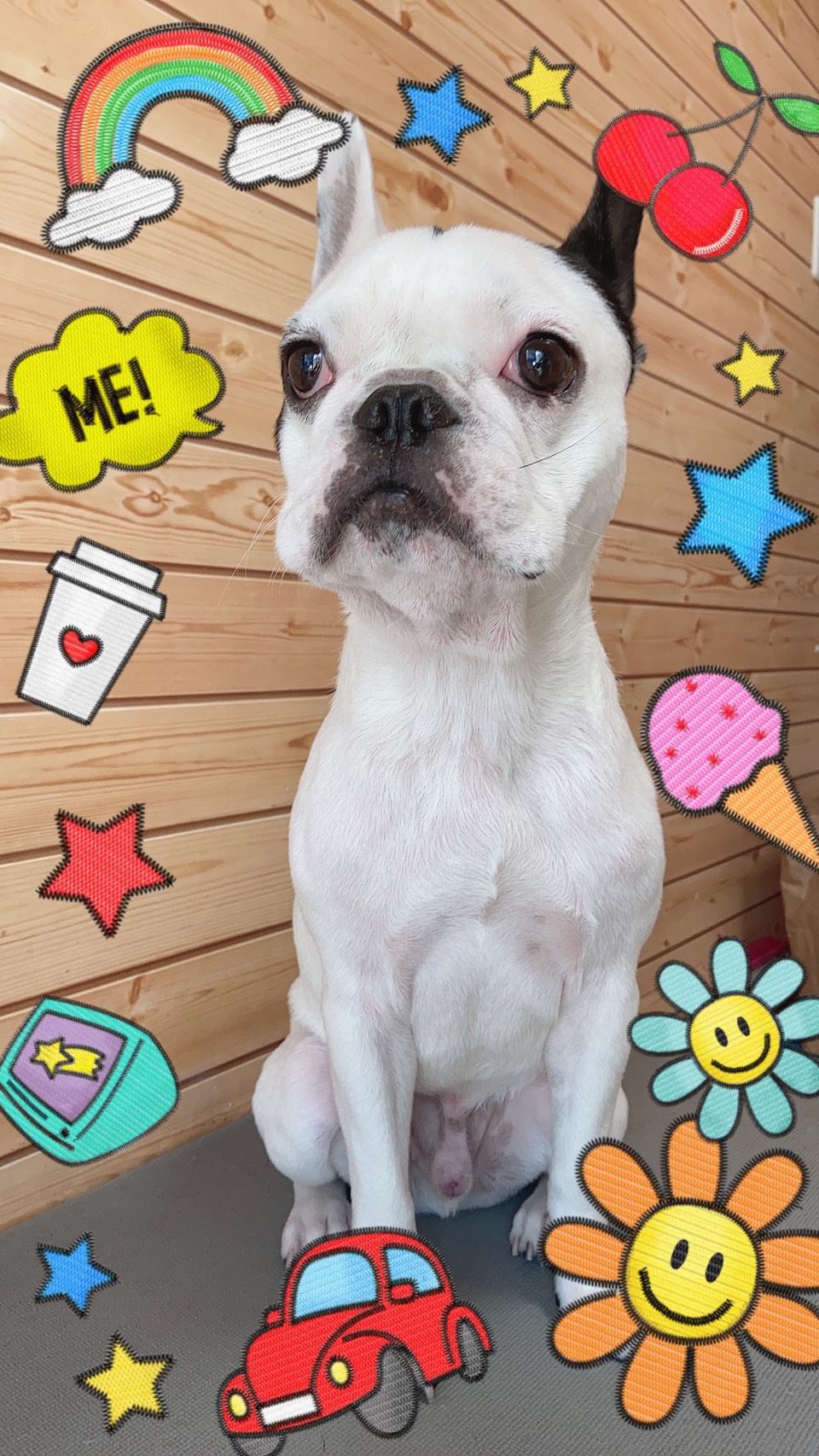 トリミング・グルーミング写真