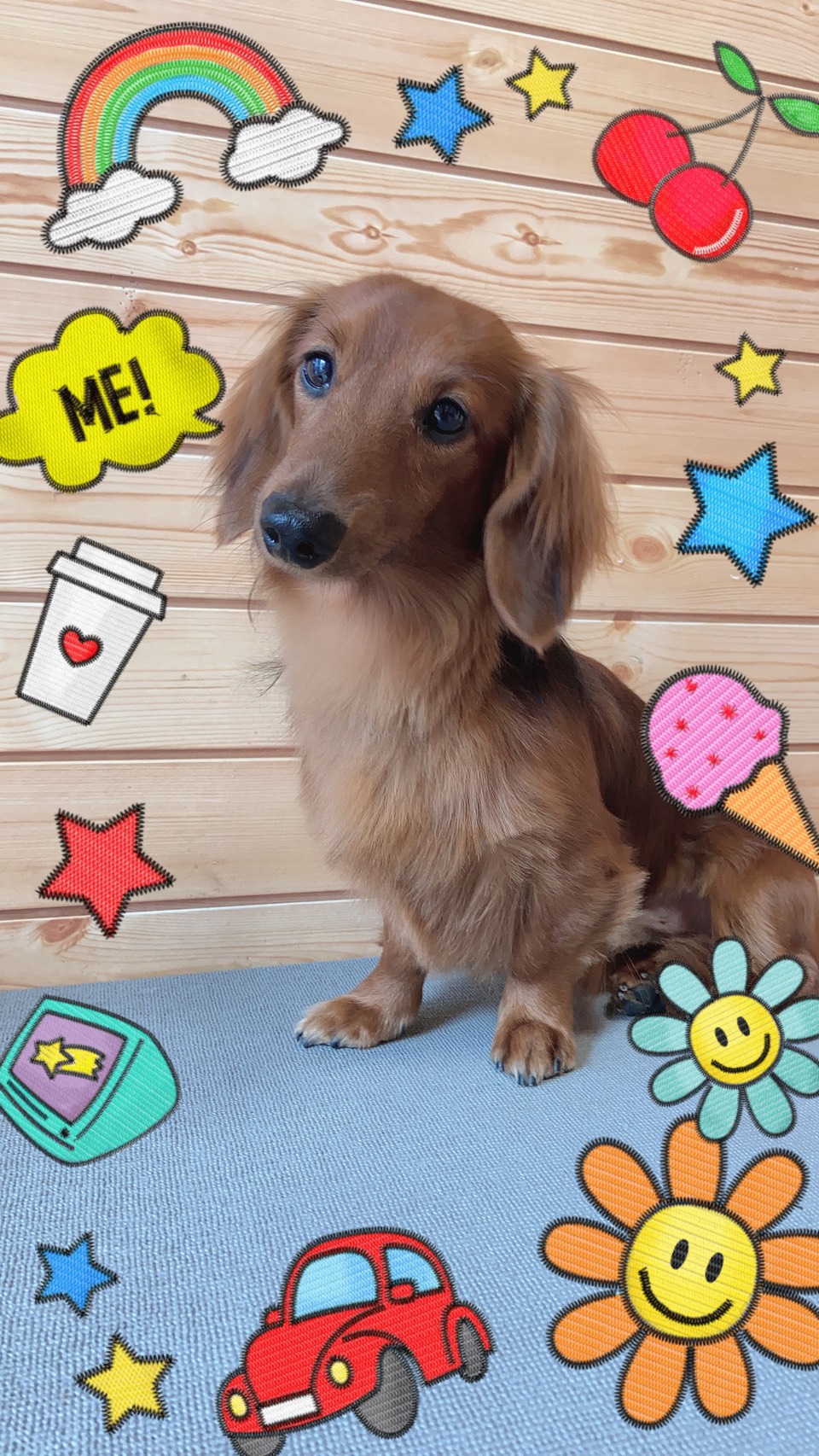 ミニチュアダックスのトリミング・グルーミング写真