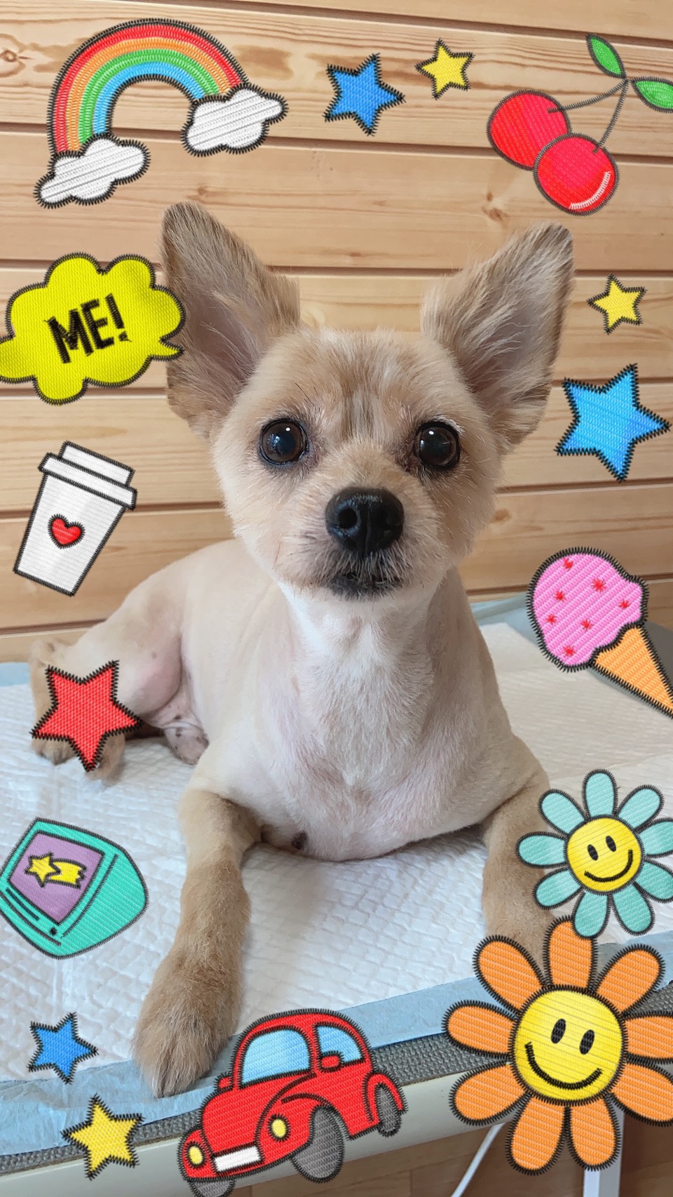 ポメラニアンのトリミング写真