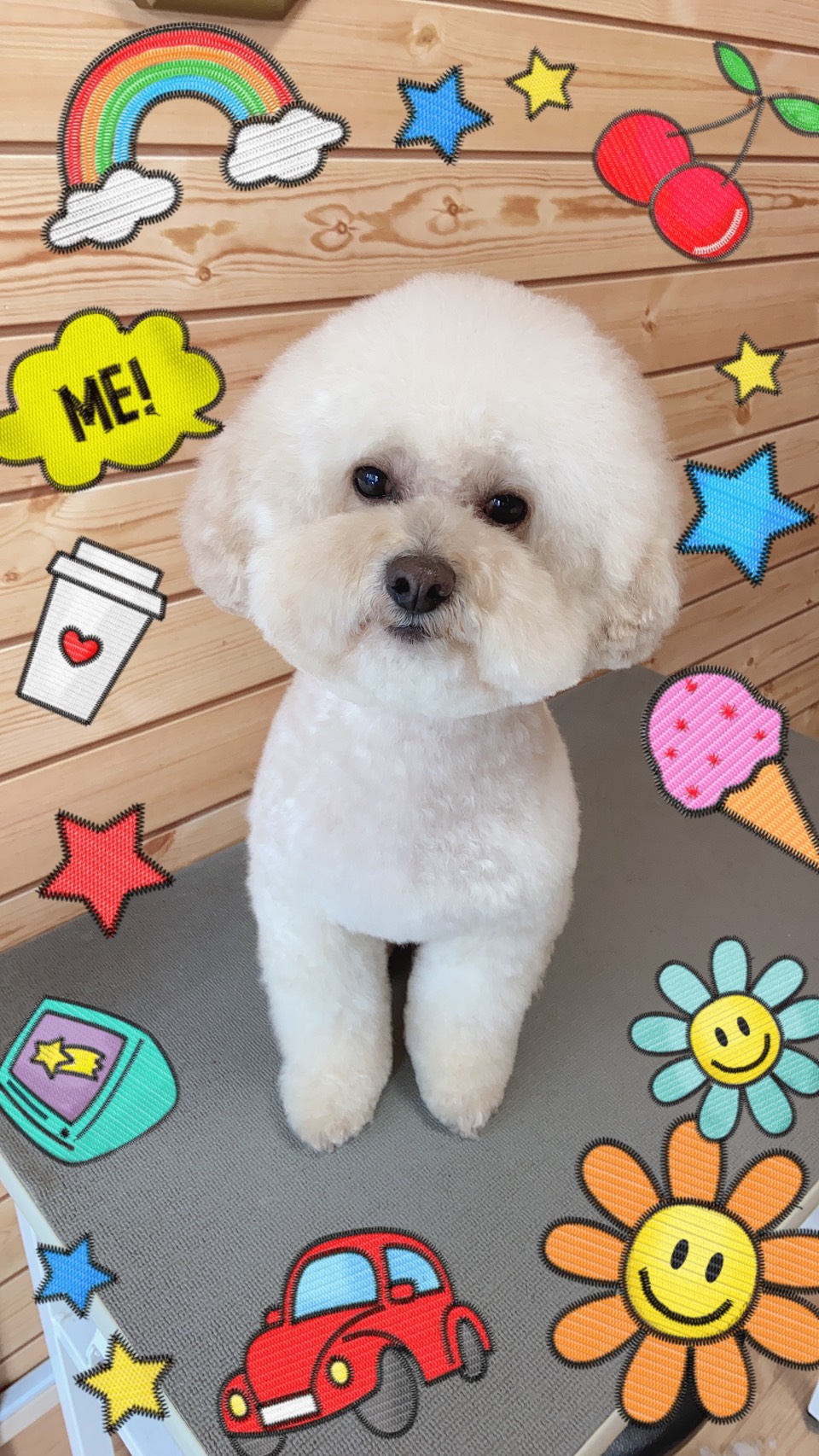 トイプードルのトリミング写真