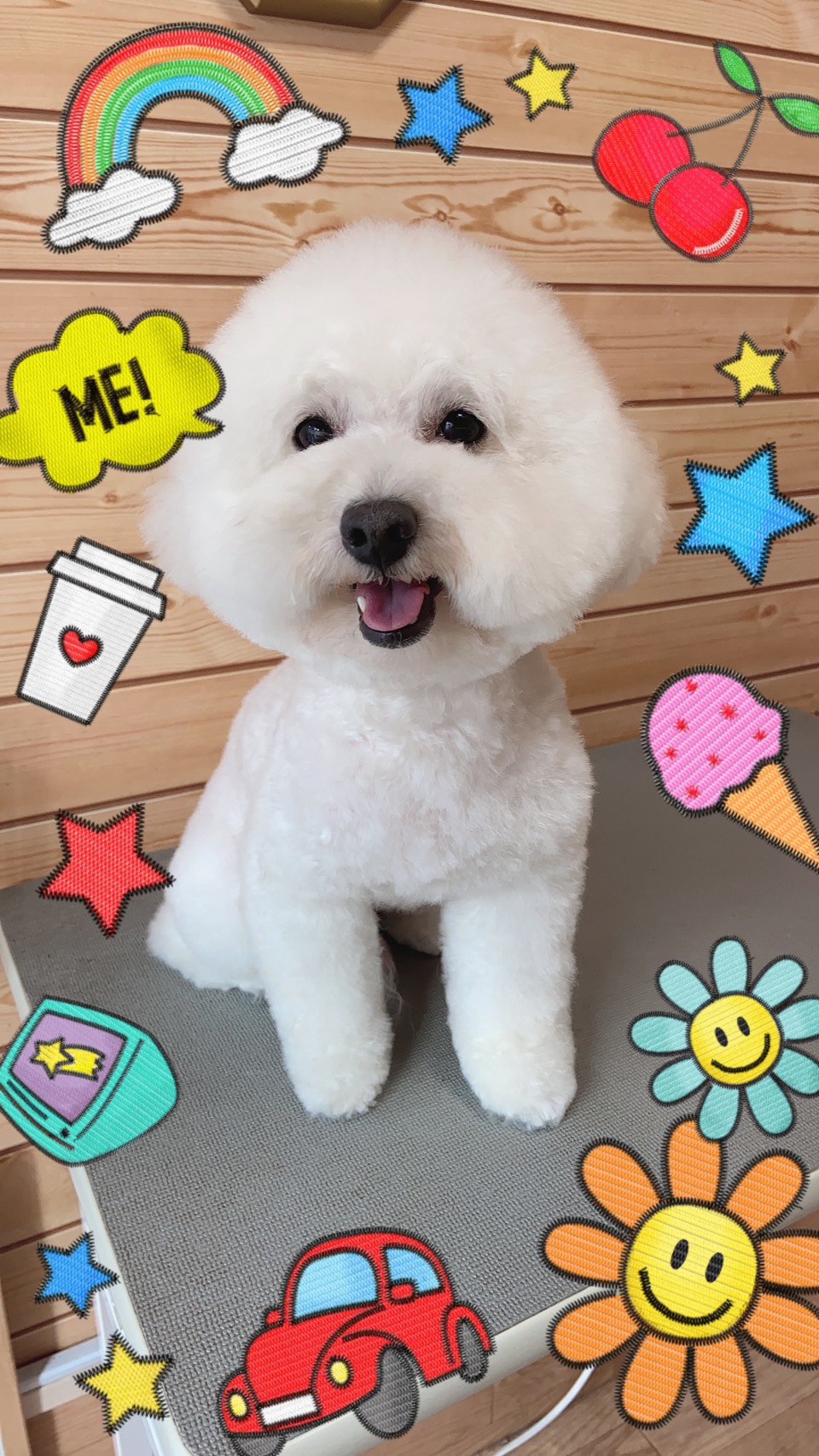 トイプードルのトリミング写真2