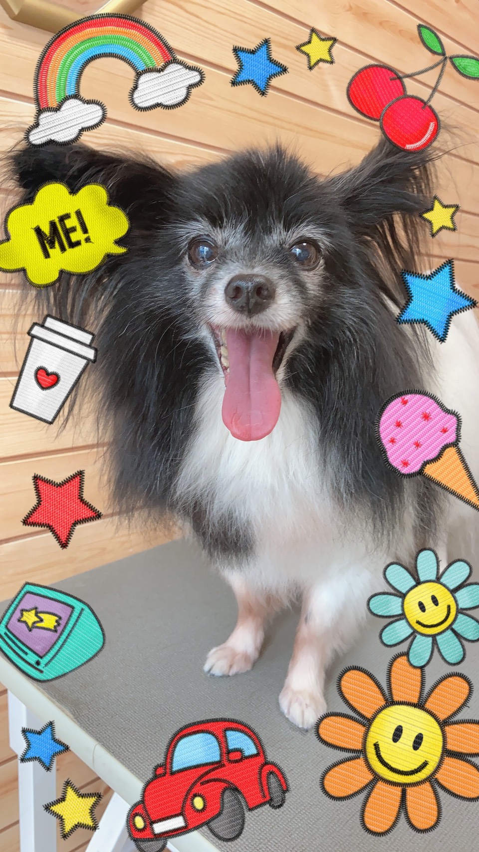 パピヨンのトリミング写真