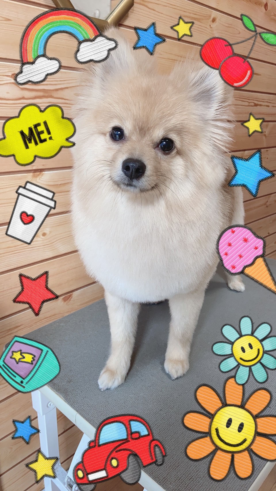 犬のトリミング写真