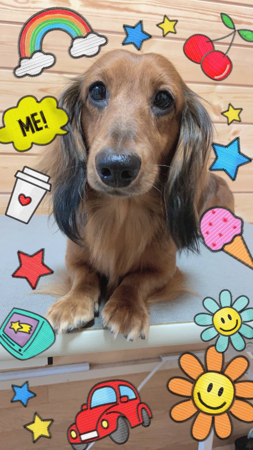 犬のトリミング写真