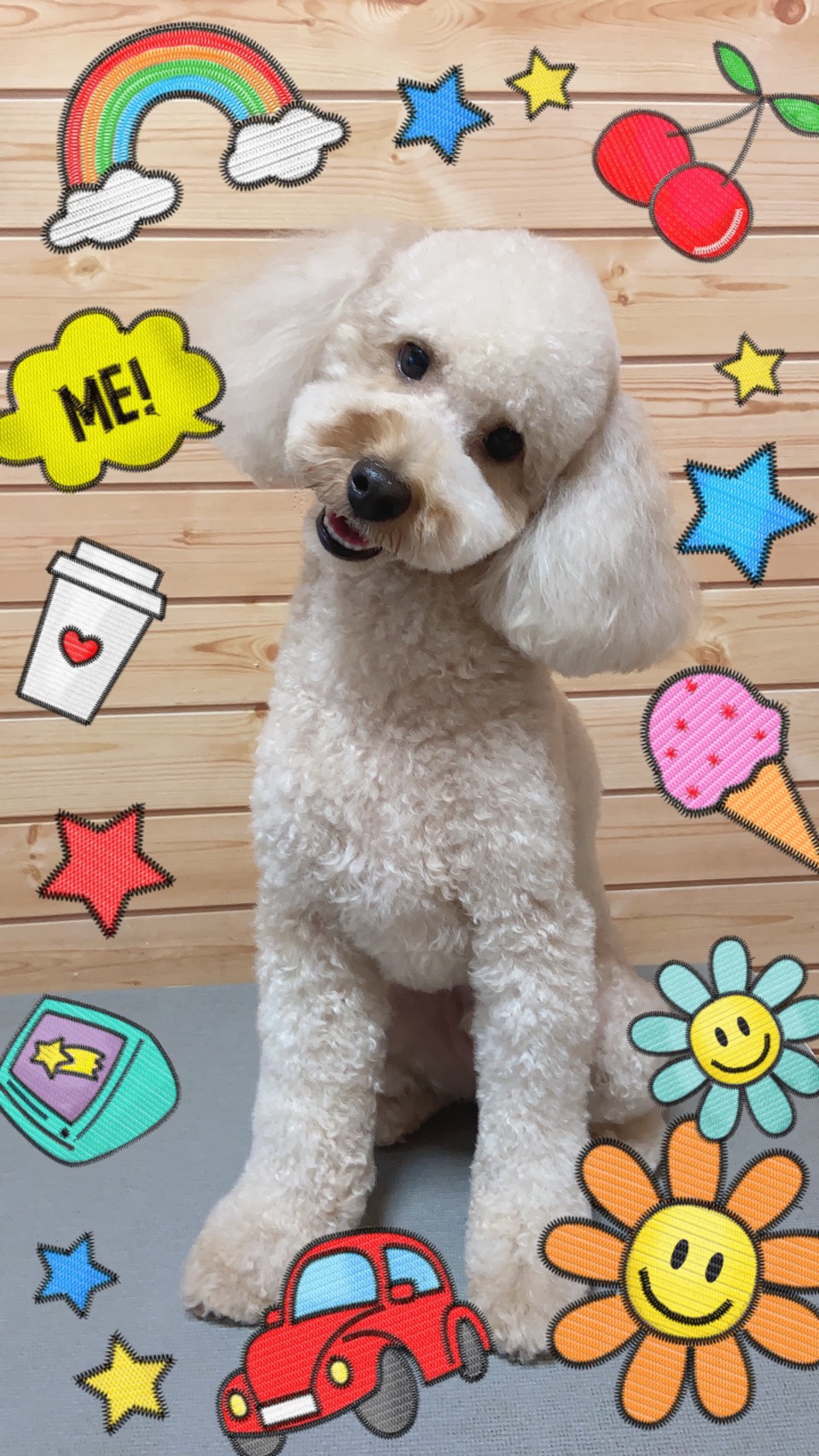 犬のトリミング写真