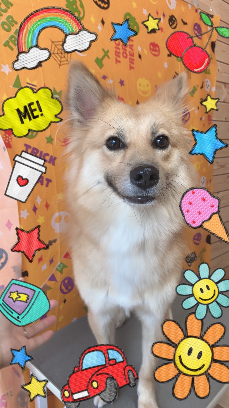 犬のトリミング写真