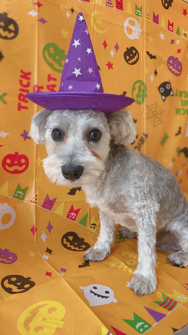 犬のトリミング写真