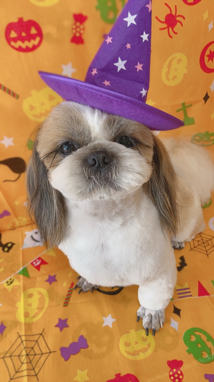 犬のトリミング写真