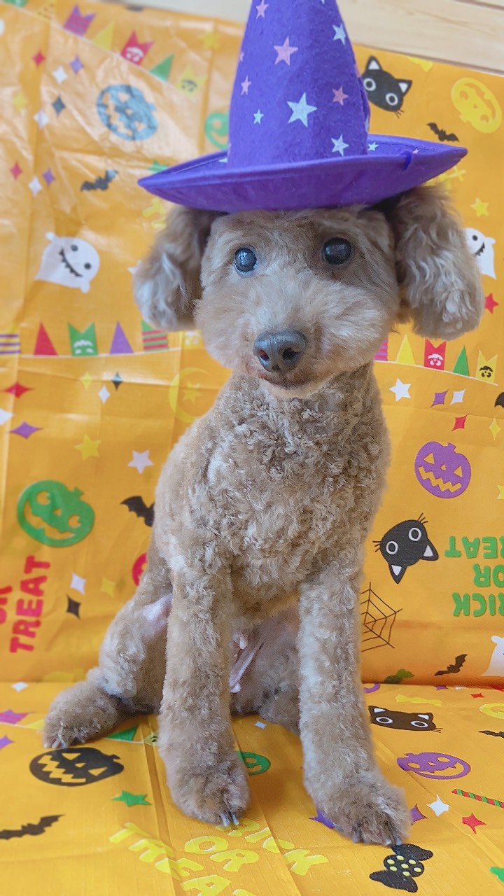 犬のトリミング写真