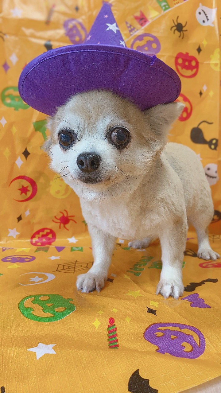 犬のトリミング写真