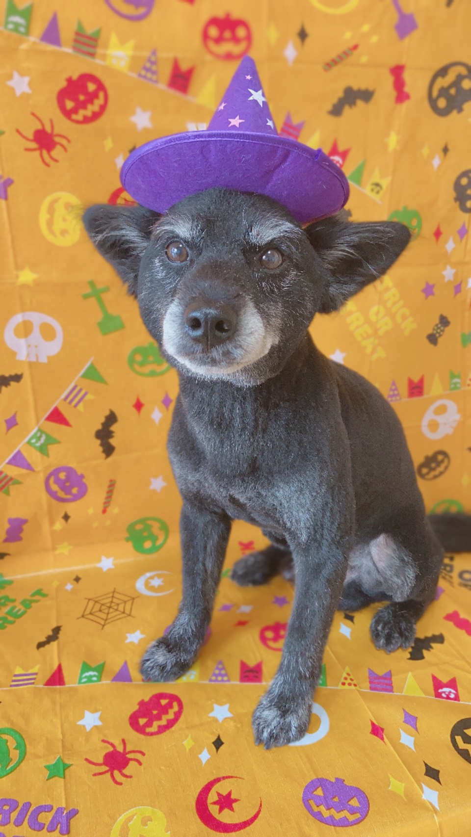 犬のトリミング写真