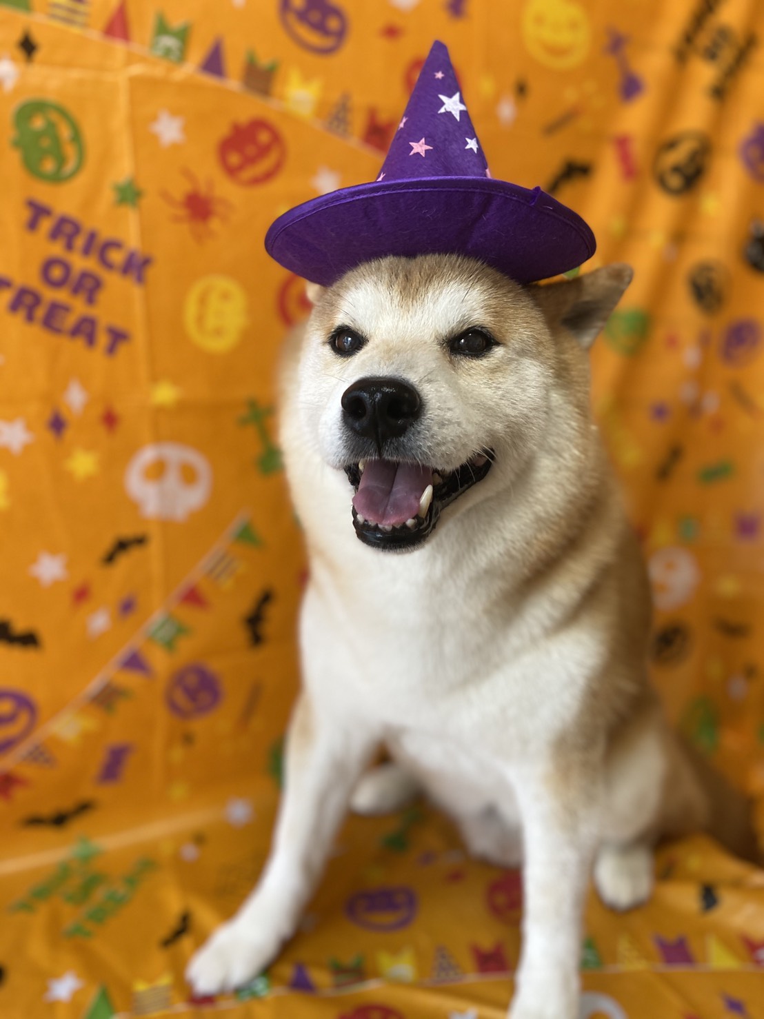 犬のトリミング写真