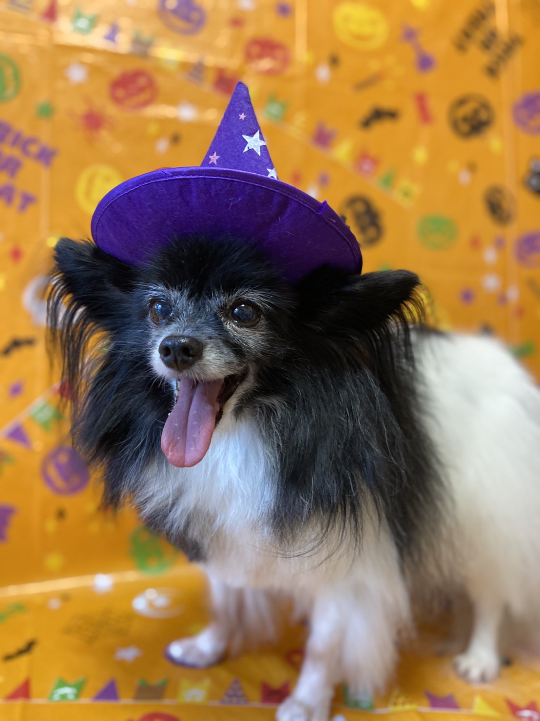 犬のトリミング写真