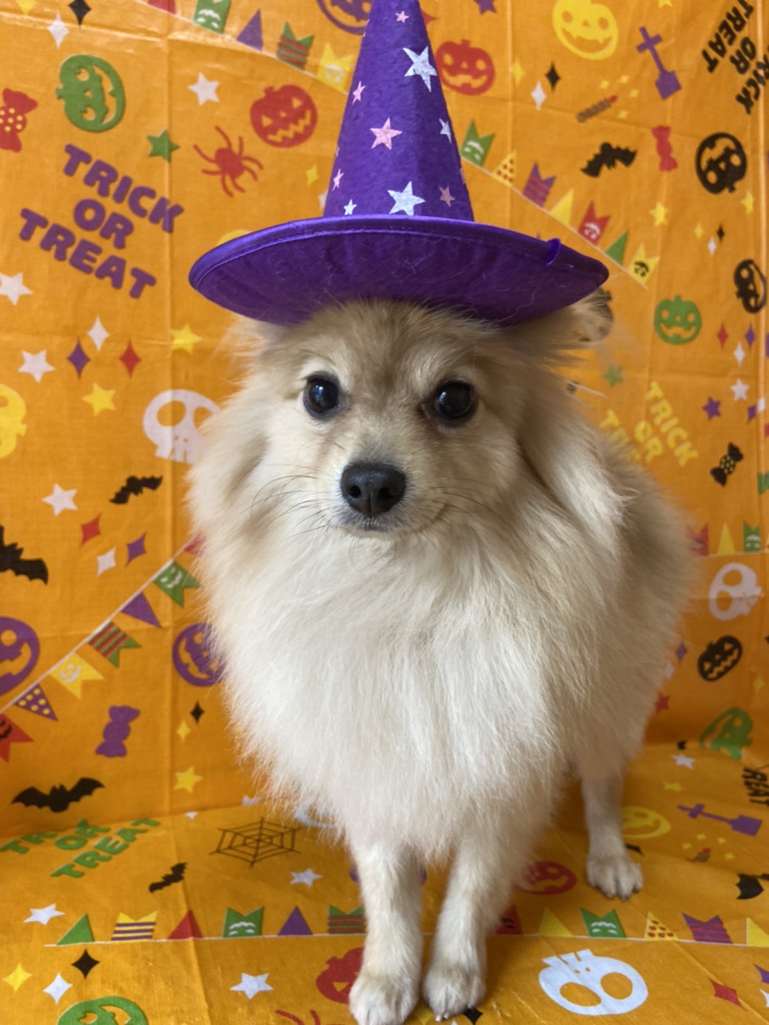 犬のトリミング写真