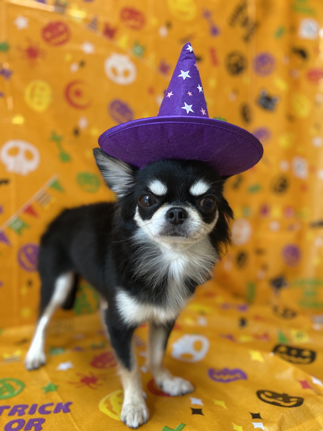 犬のトリミング写真