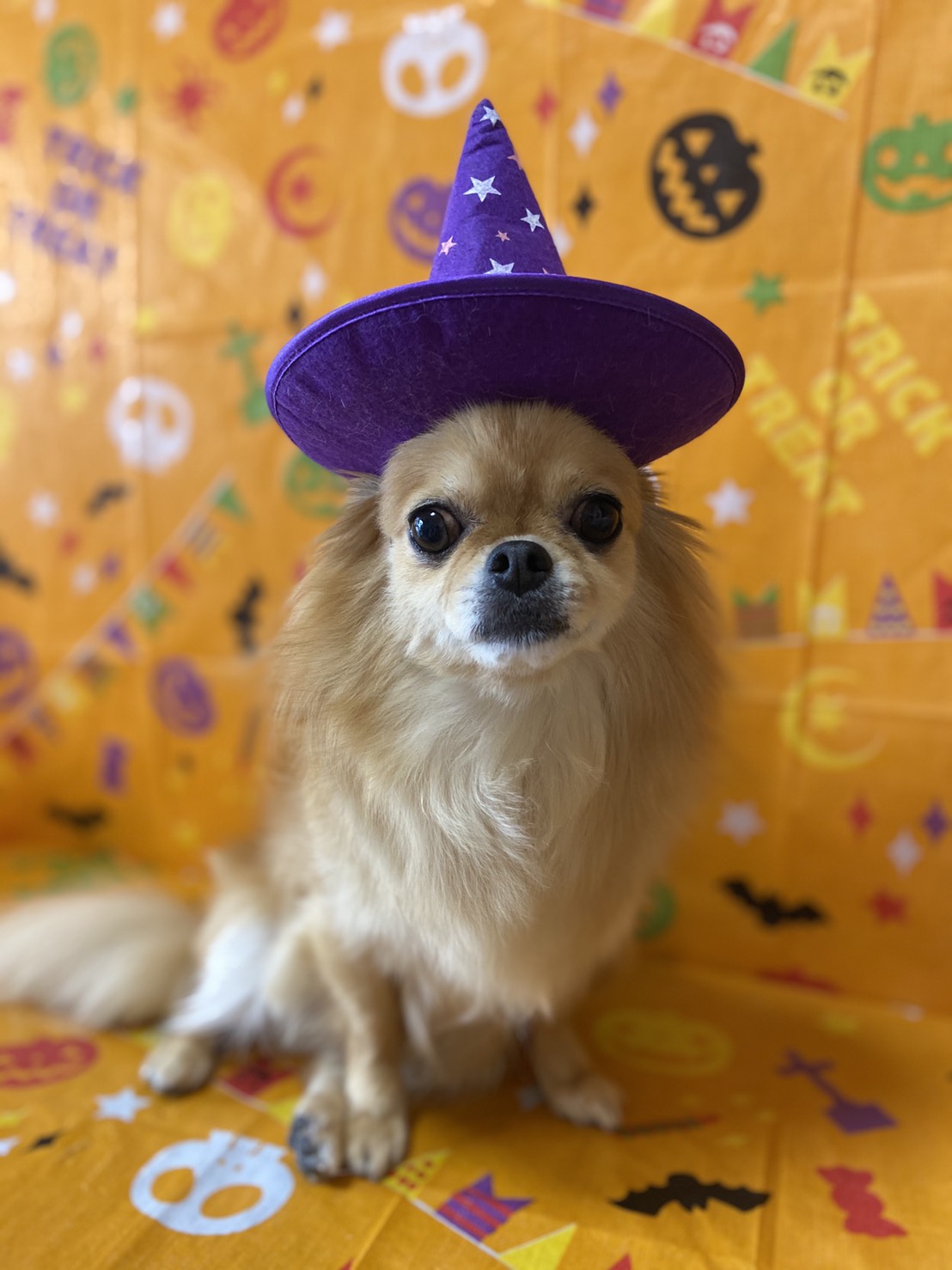 犬のトリミング写真