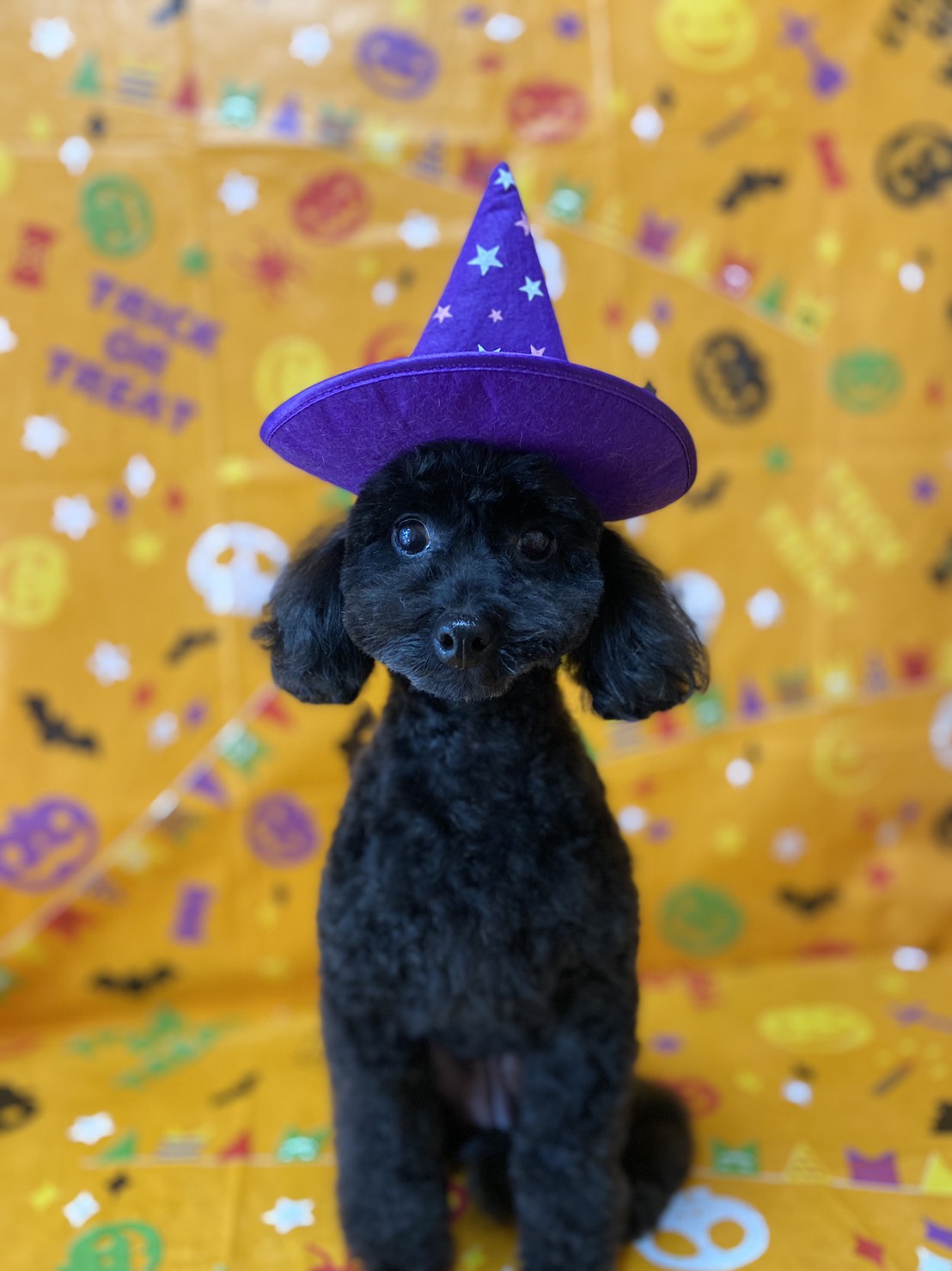 犬のトリミング写真