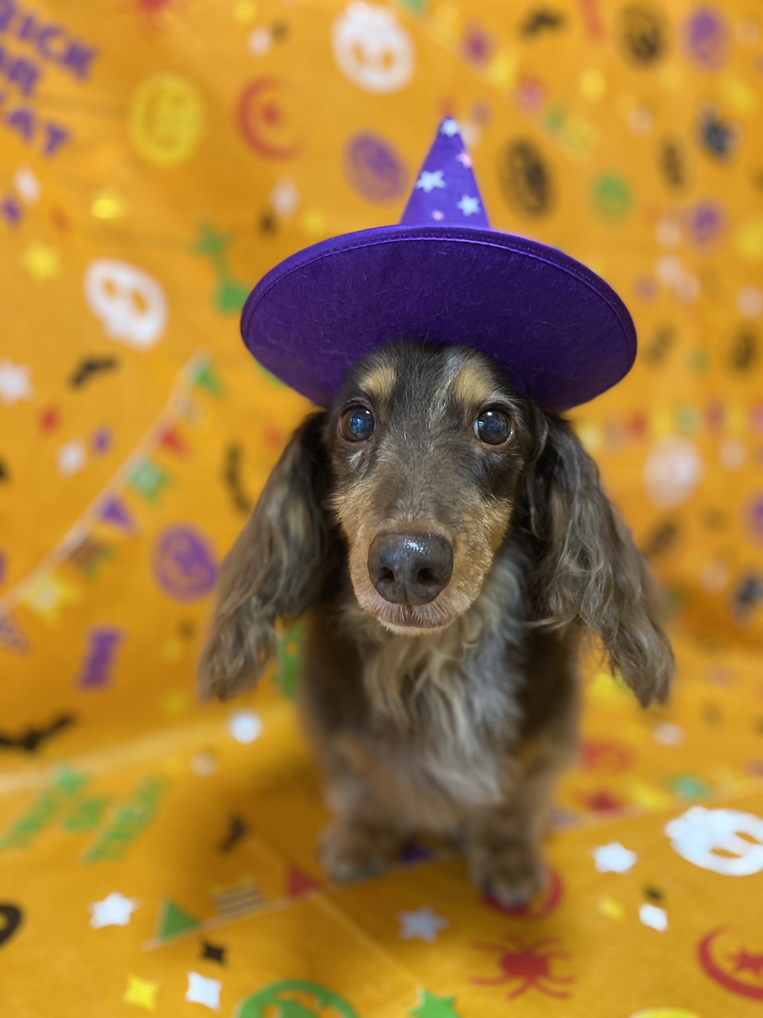 犬のトリミング写真