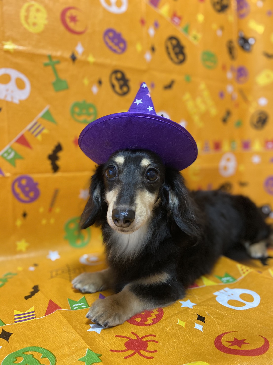 犬のトリミング写真