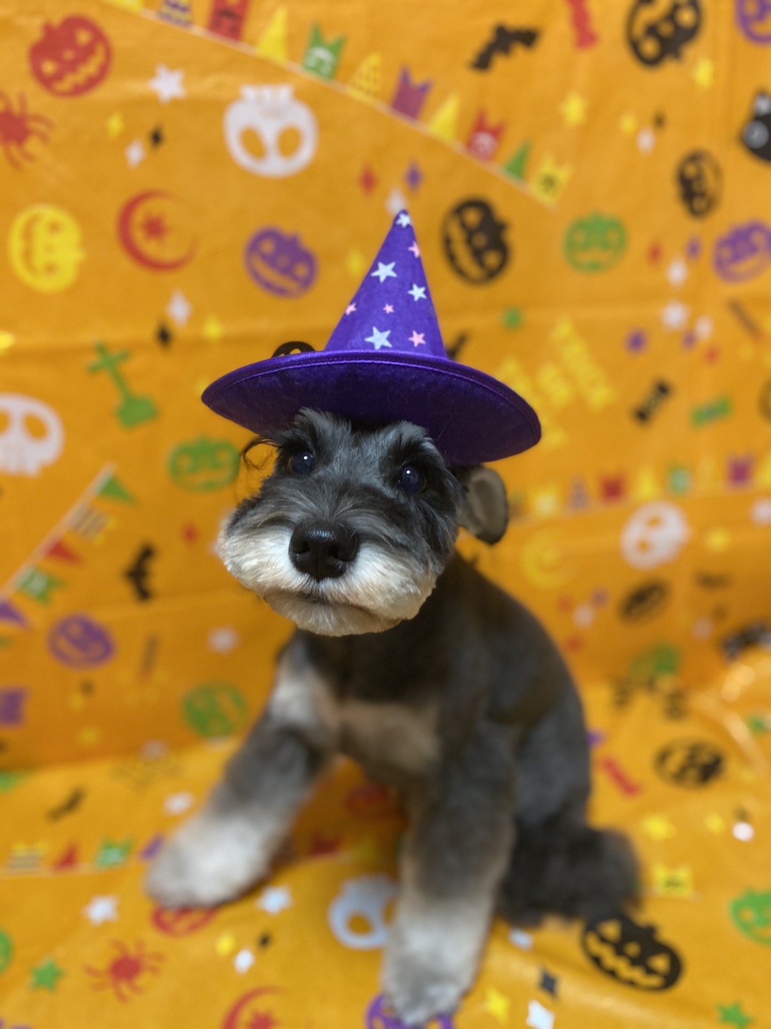 犬のトリミング写真